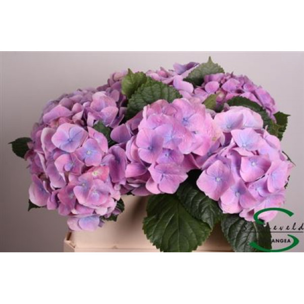 Hydrangea M Marsepein 75 75cm A1