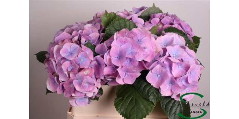 Hydrangea M Marsepein 75 75cm A1