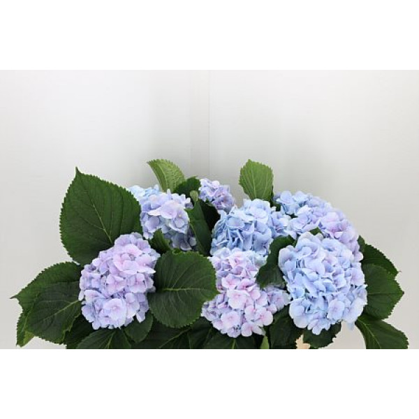 Hydrangea M Verena Bl 80cm A1 Col-Light Blue