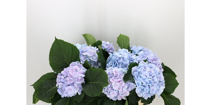 Hydrangea M Verena Bl 80cm A1 Col-Light Blue