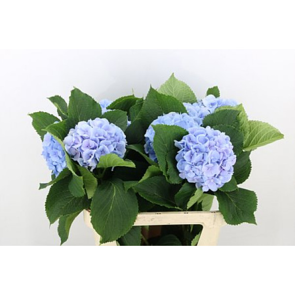 Hydrangea M Verena Bl 60cm  Col-Light Blue