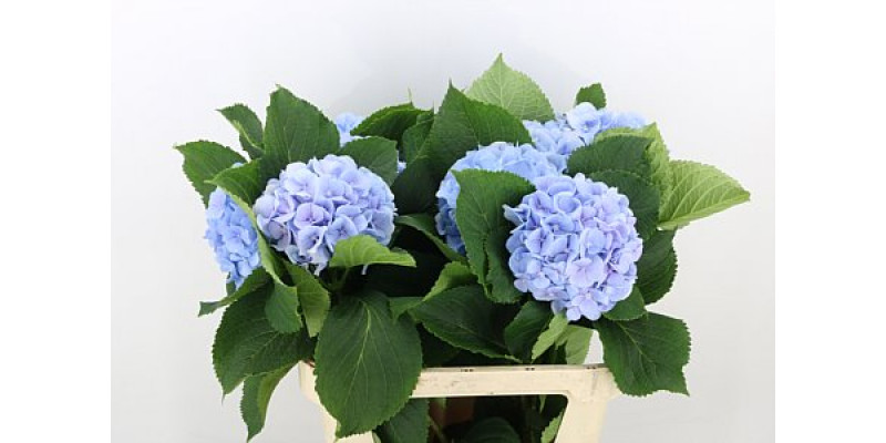 Hydrangea M Verena Bl 60cm  Col-Light Blue