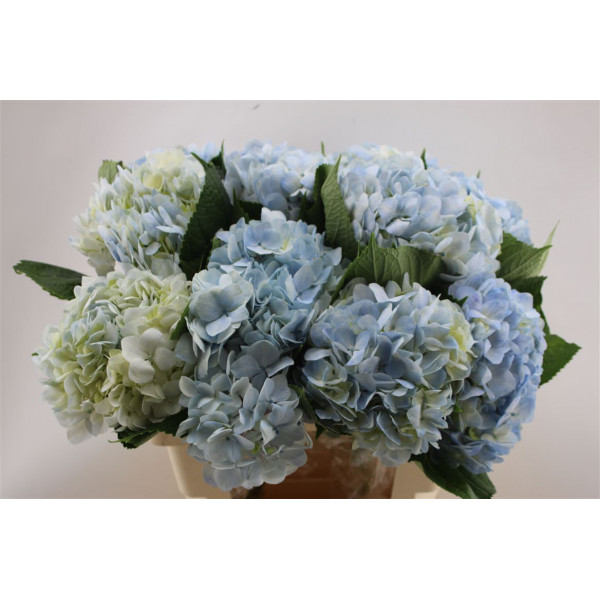 Hydrangea M Light Blue 60cm 60cm A1 Col-Light Blue