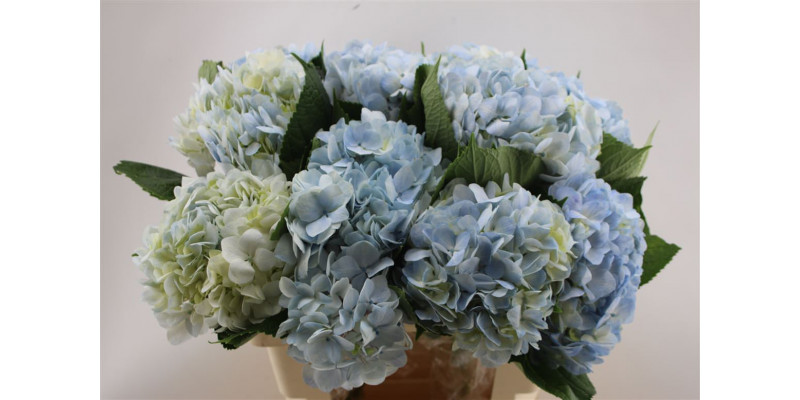 Hydrangea M Light Blue 60cm 60cm A1 Col-Light Blue