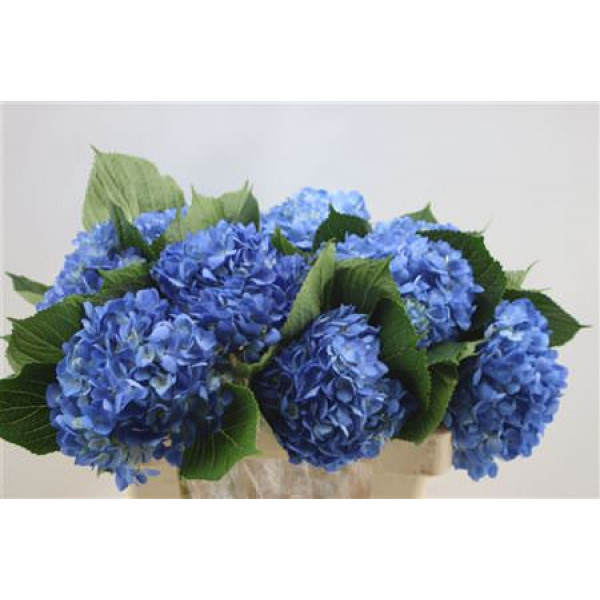 Hydrangea M Curacao Bleu  60cm A1