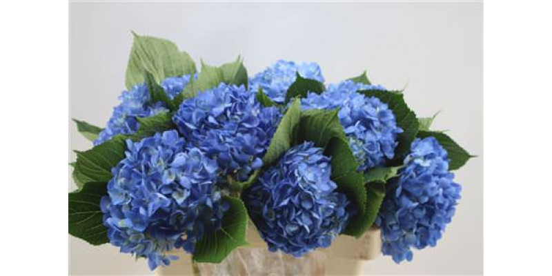 Hydrangea M Curacao Bleu  60cm A1