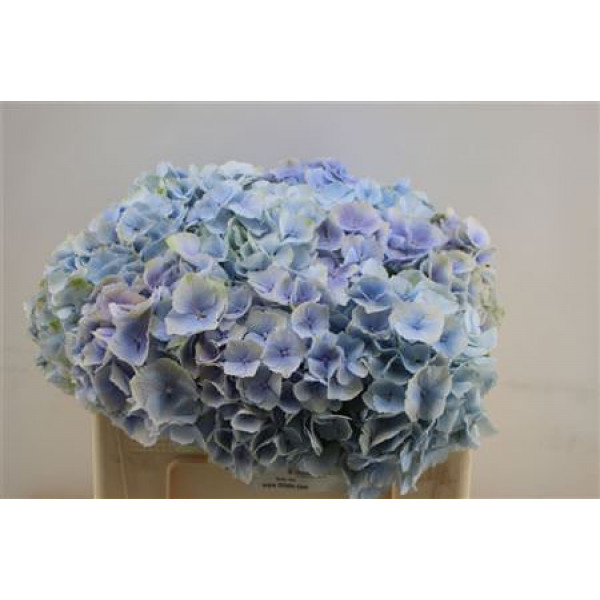 Hydrangea M Verena Bl 50cm 50cm A1