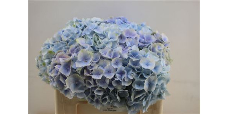 Hydrangea M Verena Bl 50cm 50cm A1