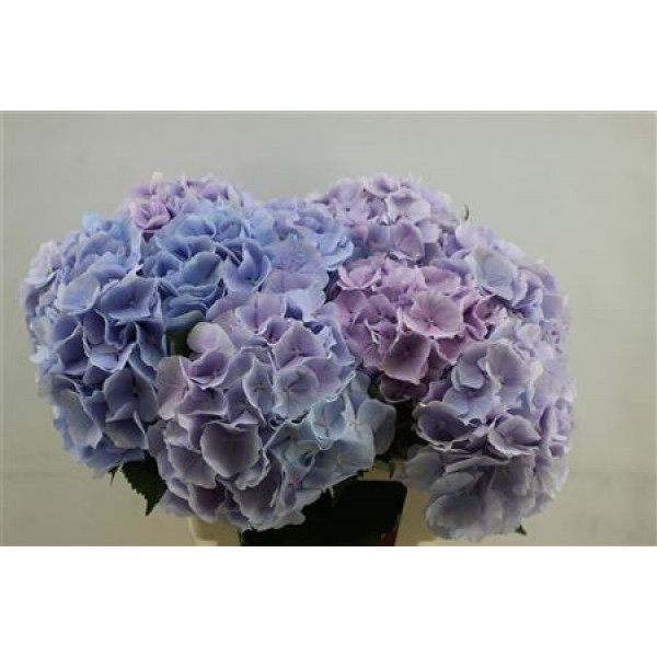 Hydrangea M Verena Blue 60cm 60cm A1