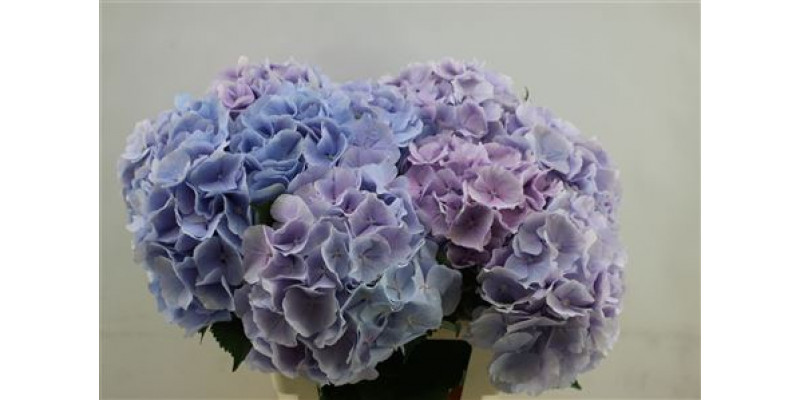 Hydrangea M Verena Blue 60cm 60cm A1