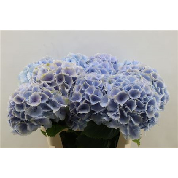 Hydrangea M Verena Blue 75 Cm 75cm A1