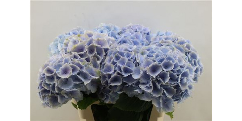 Hydrangea M Verena Blue 75 Cm 75cm A1