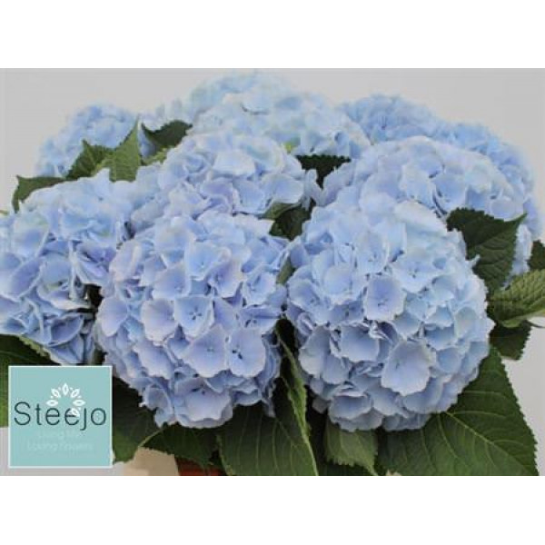 Hydrangea M Verena Blue 65cm A1