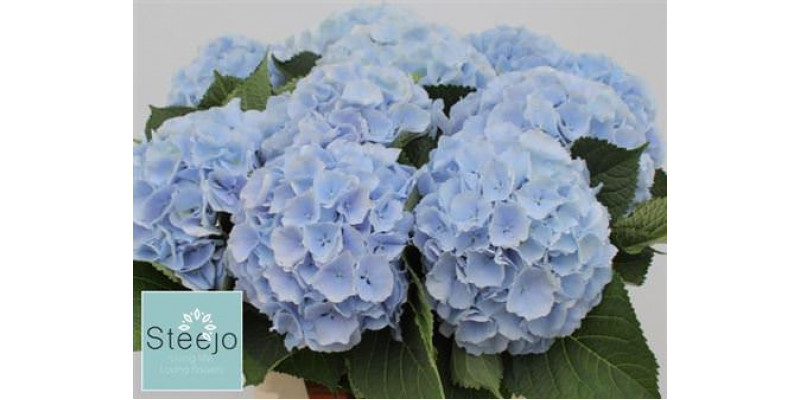 Hydrangea M Verena Blue 65cm A1