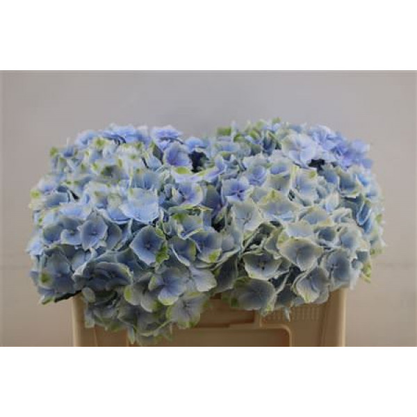 Hydrangea M Verena Blue 50cm 50cm A1