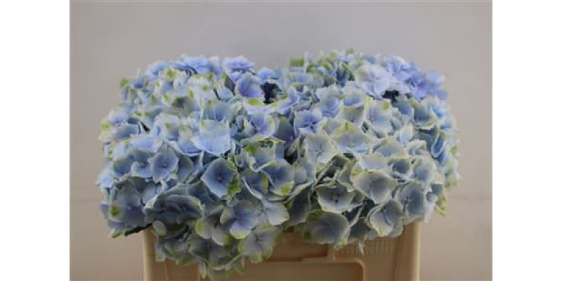 Hydrangea M Verena Blue 50cm 50cm A1