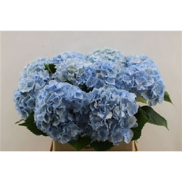 Hydrangea M Verena Blue 80cm 80cm A1