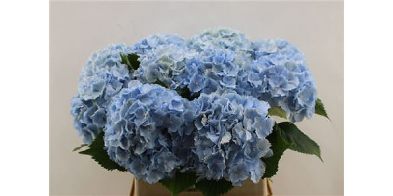 Hydrangea M Verena Blue 80cm 80cm A1