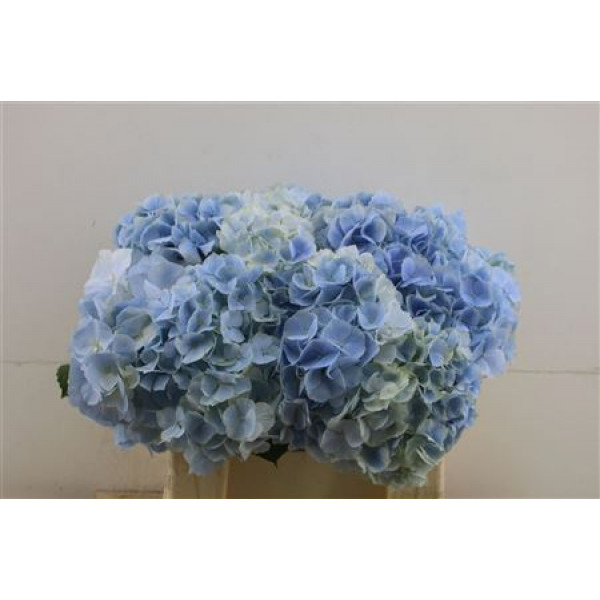 Hydrangea M Verena Blue 40-20 DUTCH 40cm A1