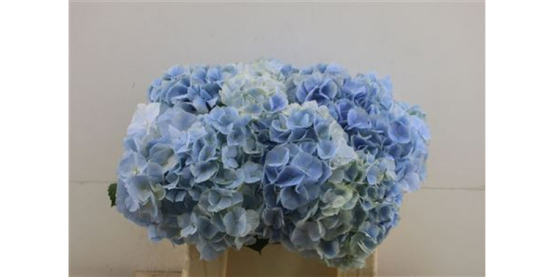 Hydrangea M Verena Blue 40-20 DUTCH 40cm A1