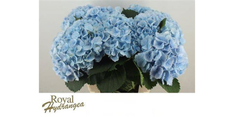 Hydrangea M Verena Blue 60-19 60 cm A1