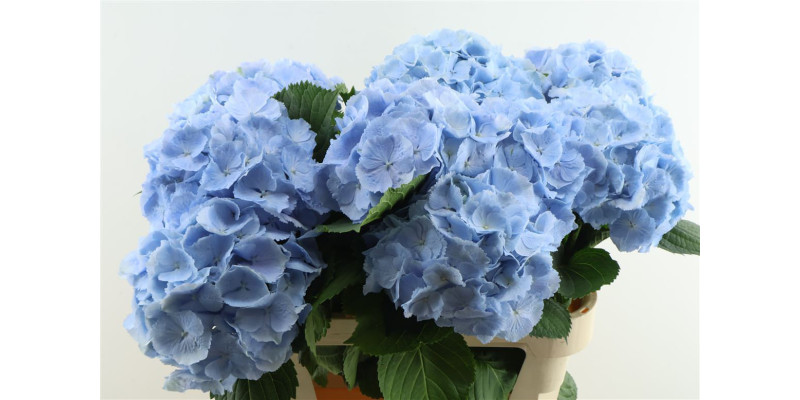 Hydrangea M Verena Blue 80-22 80 cm A1