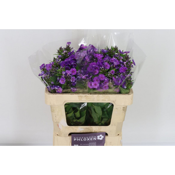 Phlox P Crissy 50cm A1