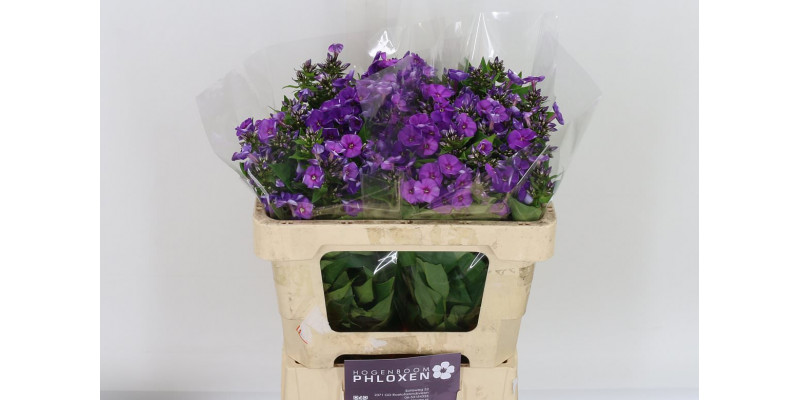 Phlox P Crissy 50cm A1