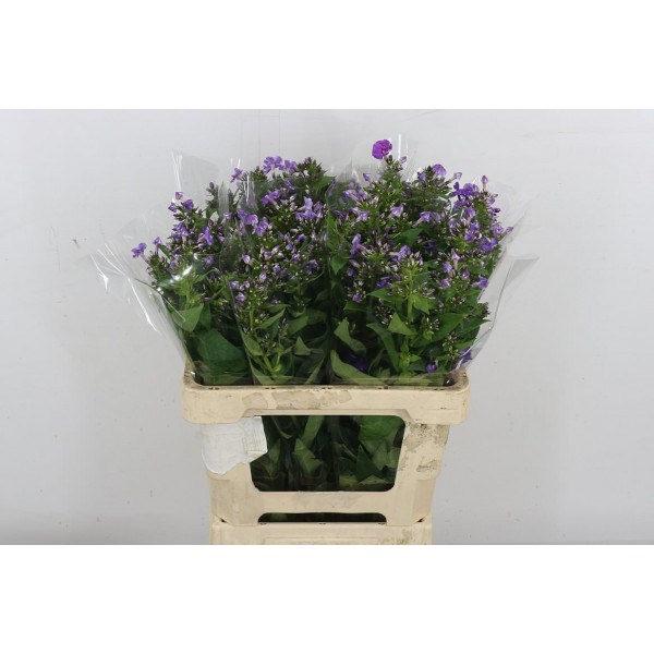 Phlox P Crissy 60cm A1