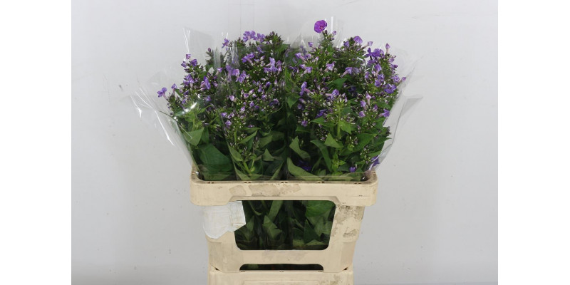 Phlox P Crissy 60cm A1