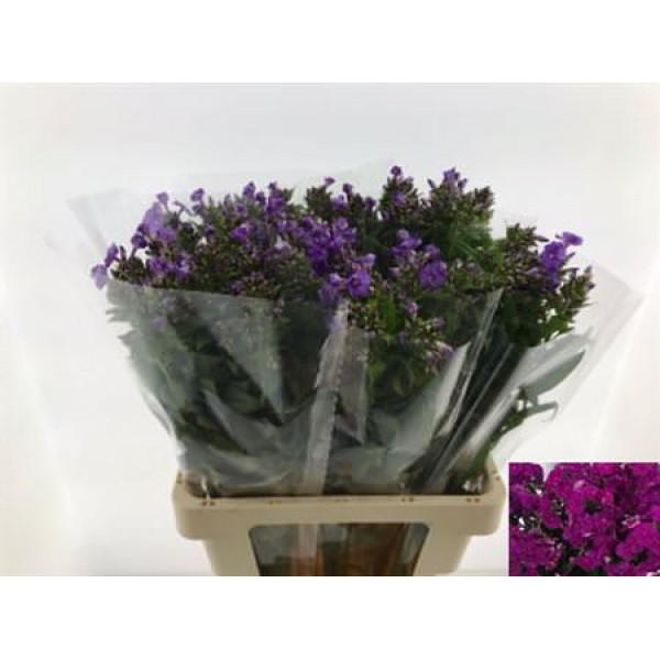 Phlox P Crissy 65cm A1