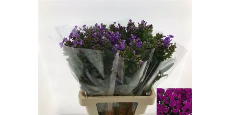 Phlox P Crissy 65cm A1