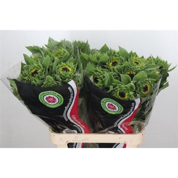 Helianthus Vincents Choice 70 cm A1