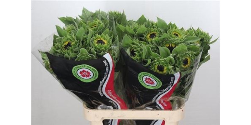 Helianthus Vincents Choice 70 cm A1