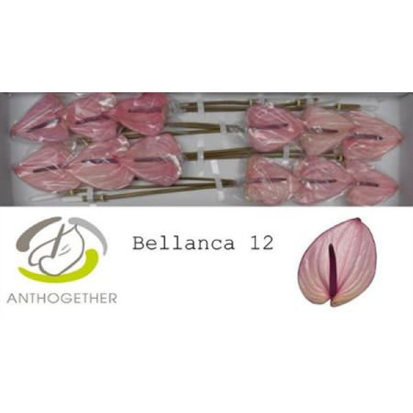Anthurium A Bellanca 12  A1