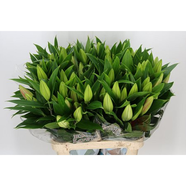 Lillys Or Pinn Up 5Plus 90cm A1