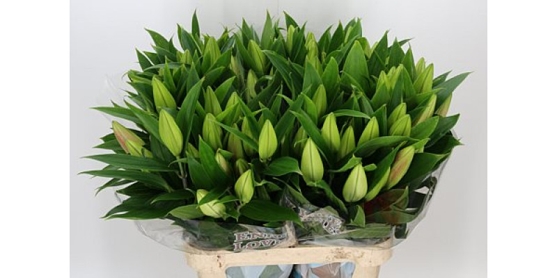 Lillys Or Pinn Up 5Plus 90cm A1