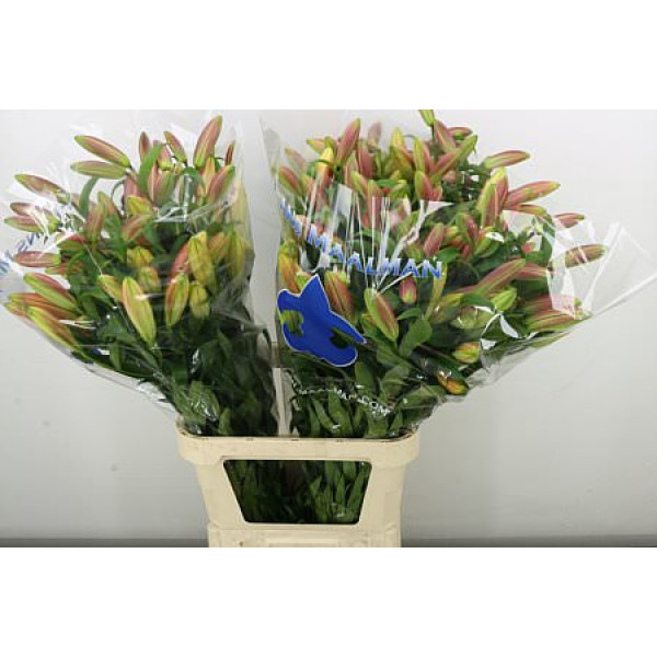 Lillys Or Saltarello 100 cm A1