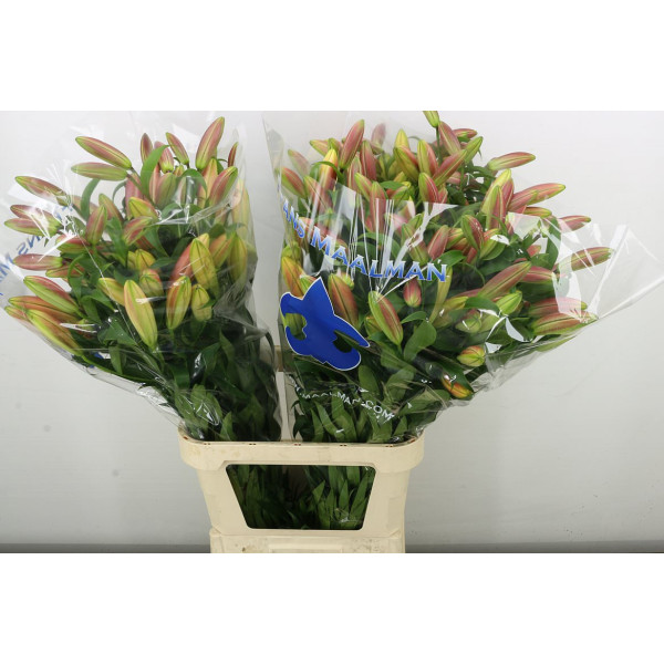 Lillys Or Saltarello 4+ 90 cm A1