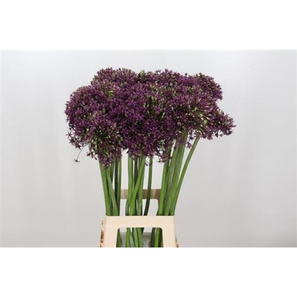 Allium Miami 70cm A1