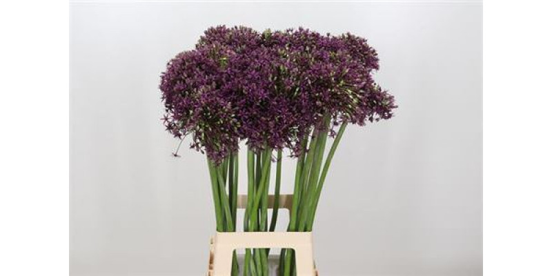 Allium Miami 70cm A1