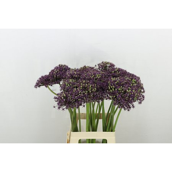 Allium Miami 70cm A1