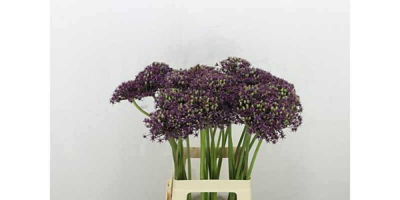 Allium Miami 70cm A1