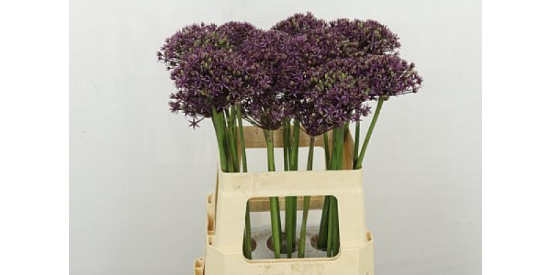 Allium Miami 60cm A1