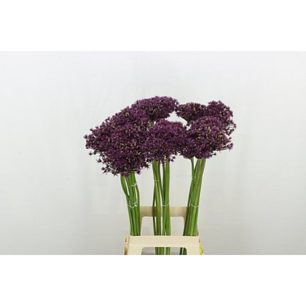 Allium Miami 80cm A1