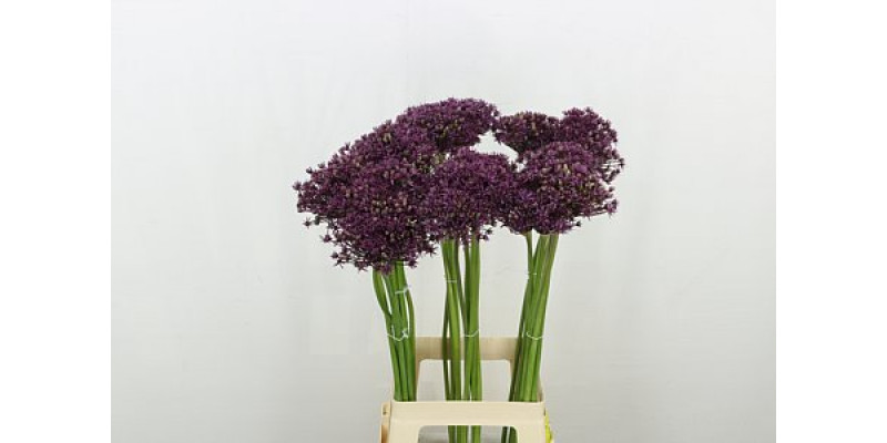 Allium Miami 80cm A1