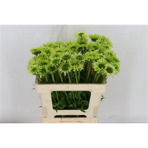 Echi Green Jewel 50 cm A1
