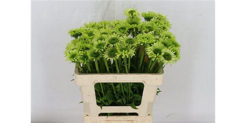 Echi Green Jewel 50 cm A1