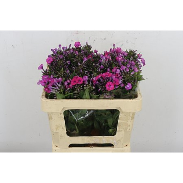 Phlox P Tracy 50cm A1