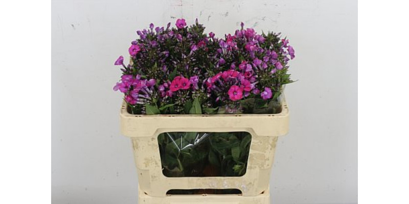 Phlox P Tracy 50cm A1